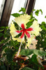 hibiscus Silvya Goodman