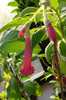iochroma Rubin