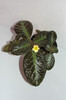 episcia Sun Gold