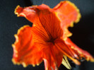 DSCF4000
