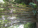 DSCF4019