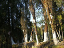 DSCF3406