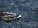 DSCF9669