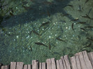 DSCF9676