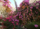 DSCF9782
