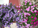 DSCF2660
