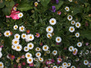 DSCF4356