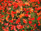 DSCF1686