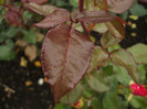 DSCF4478