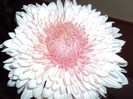DSC01302