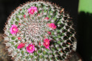cactusi si suculente infloriti 015