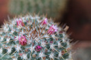 cactusi si suculente infloriti 017