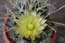 cactusi si suculente infloriti 033