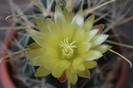 cactusi si suculente infloriti 039