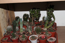 cactusi la iernat 003