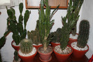 cactusi la iernat 006