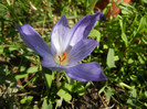 Crocus speciosus (2012, October 26)