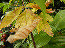 Autumn Colors (2012, October 21)