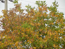 Autumn Colors (2012, October 21)