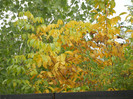 Autumn Colors (2012, October 21)