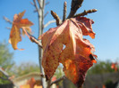 Autumn Colors (2012, October 26)