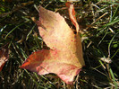 Autumn Colors (2012, October 26)