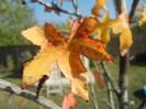 Autumn Colors (2012, October 26)