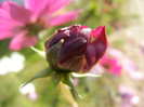 Garden Cosmos Burgundy (2012, Oct.26)