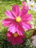 Garden Cosmos Burgundy (2012, Oct.26)