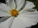 Cosmos bipinnatus White (2012, Oct.26)