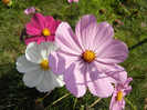 Cosmos bipinnatus (2012, Oct.26)