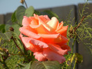 Rose Artistry (2012, October 23)