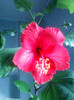 26 oct 2012-flori 001