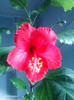 hibi rouge tropique ?