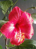 hibi rouge tropique ?