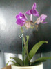 26 oct 2012-flori 009