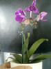 26 oct 2012-flori 011