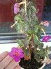 26 oct 2012-flori 012