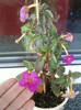 26 oct 2012-flori 016