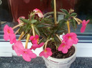 26 oct 2012-flori 013