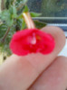 26 oct 2012-flori 020