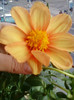 26 oct 2012-flori 021