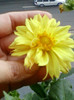 26 oct 2012-flori 033
