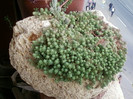 26 oct 2012-flori 035