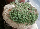 26 oct 2012-flori 034