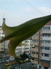 26 oct 2012-flori 040