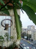 26 oct 2012-flori 042