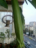 26 oct 2012-flori 047