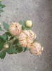 26 oct 2012-flori 044