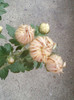 crizanteme